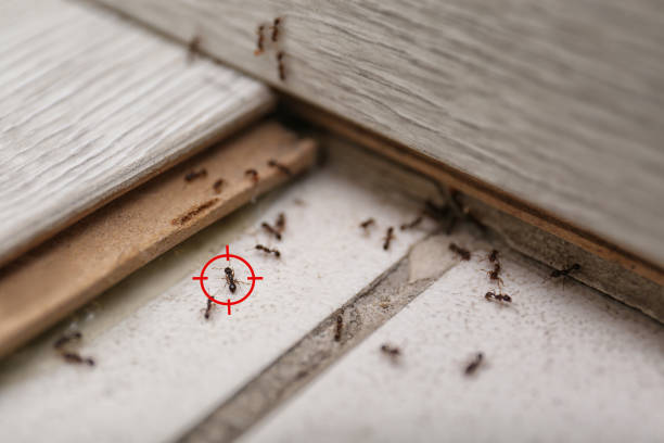 Best Pest Prevention Services  in Lowell, OR