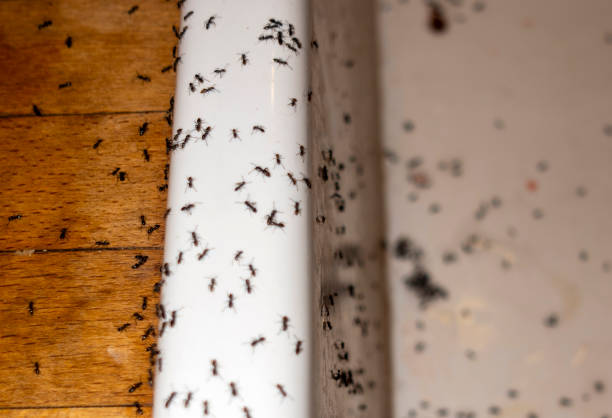 Insect Control in Lowell, OR