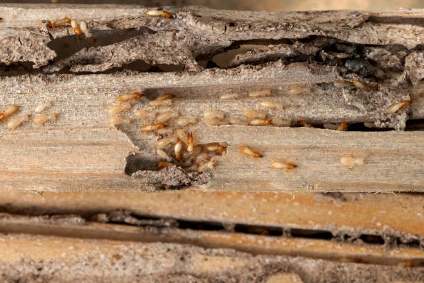 Best Pest Inspection Near Me  in Lowell, OR